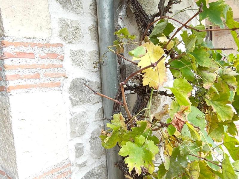 Maison de campagne